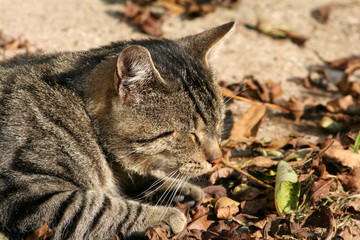 herbstliches sonnenbad