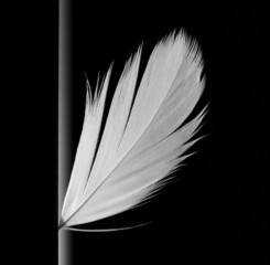 feather-3