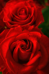 roses