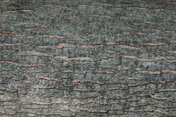 tree trunk with texture