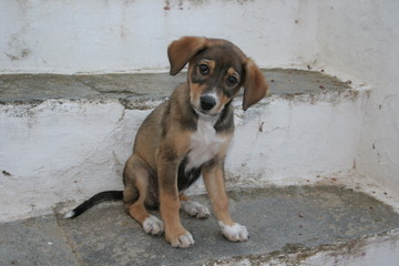 findelhund