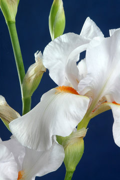 Fototapeta iris flower