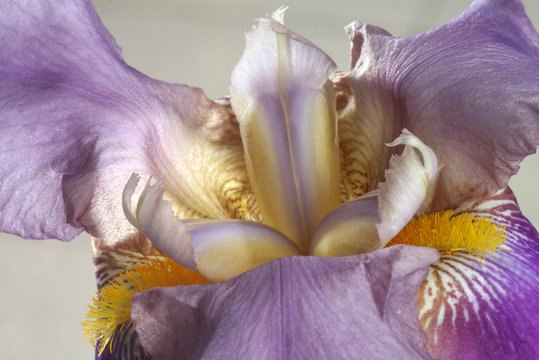 Fototapeta iris flower