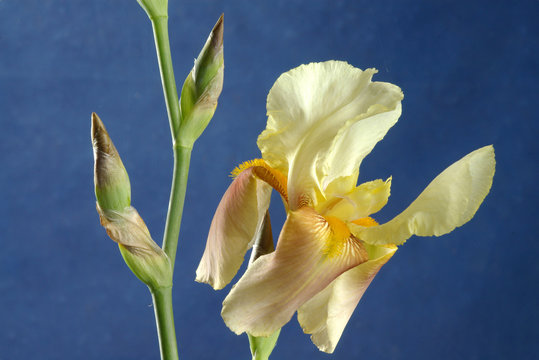 Fototapeta iris with bud
