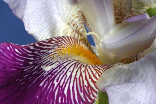 Fototapeta iris flower