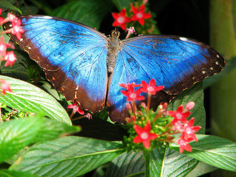 Electric Blue Tropical Butterfly And Red Flowers