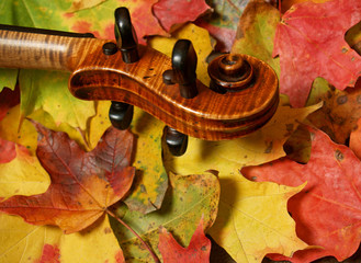 violin scroll and neck on autumn leaves