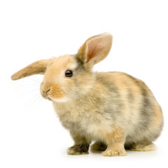 Obraz premium lapin sur fond blanc