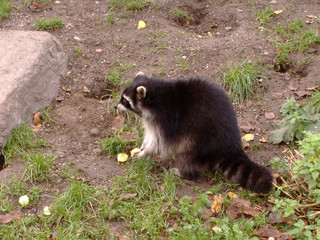 waschbär