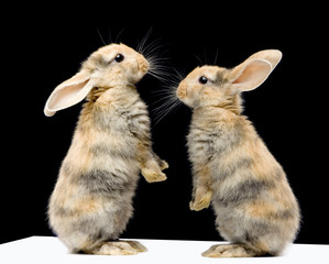 lapin sur fond noir