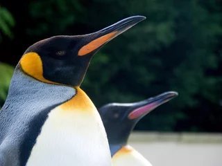 Plexiglas foto achterwand pinguïns op hun hoede © Tom Harvey