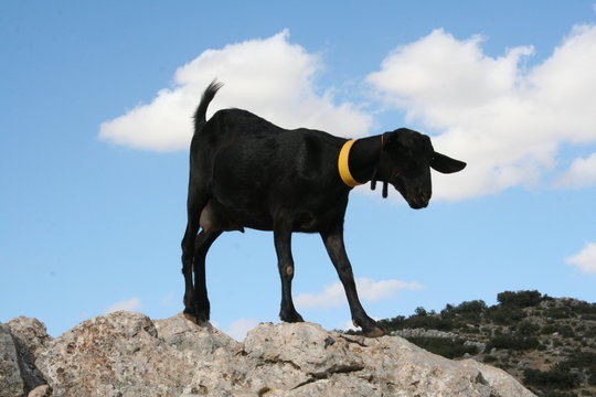 cabrita