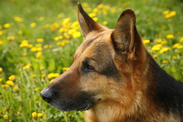 mein freund...