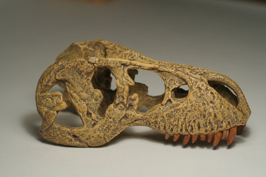 t rex skull