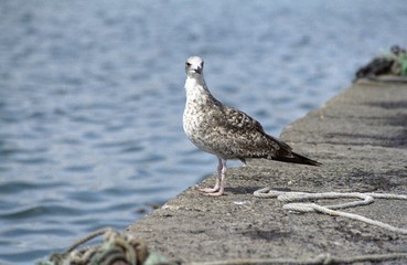 möwe