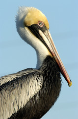 pelican bird