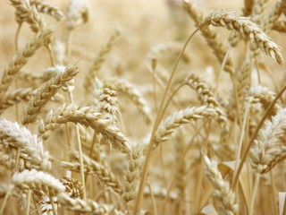 Fototapeta premium céréales