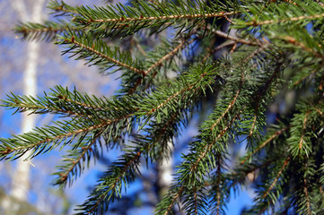 needles on pine
