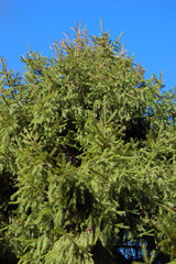siberian pine
