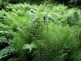 jurassic ferns