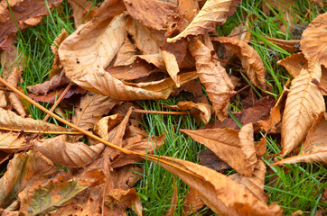 autumn