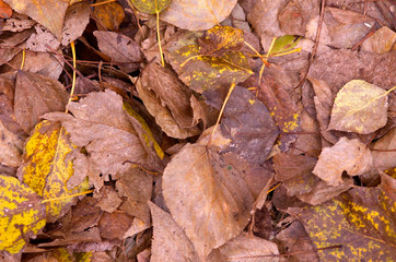 autumn