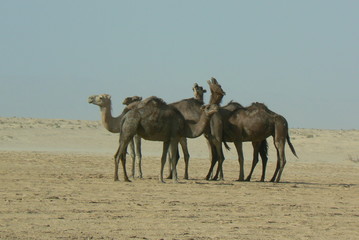 chameaux en liberté