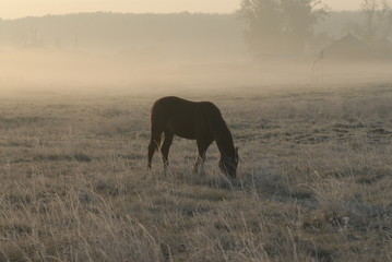 Obraz premium early morning on a meadow.