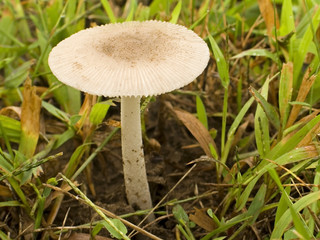 mushroom close-up 1