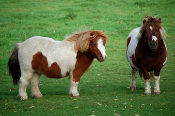 zwei ponys auf einer weide