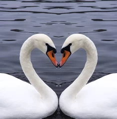 Foto op Aluminium swans heart © javarman