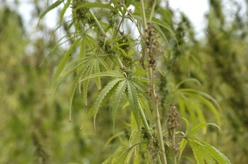cannabis-16