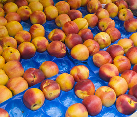 nectarines at market