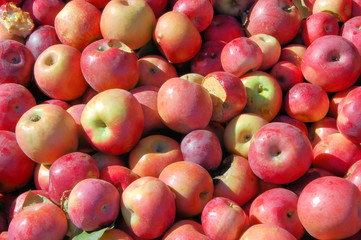 apple harvest