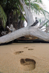 sandprints