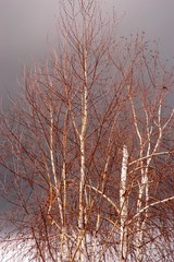 birch tree