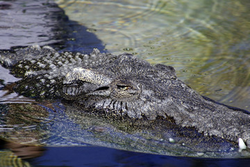 close up on an alligator