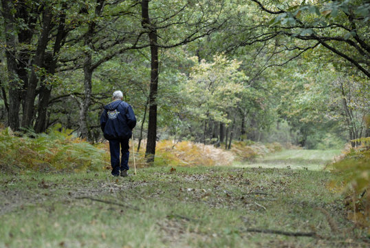 le marcheur dans la for&ecirc;t