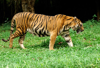Fototapeta na wymiar Sumatry tygrysa