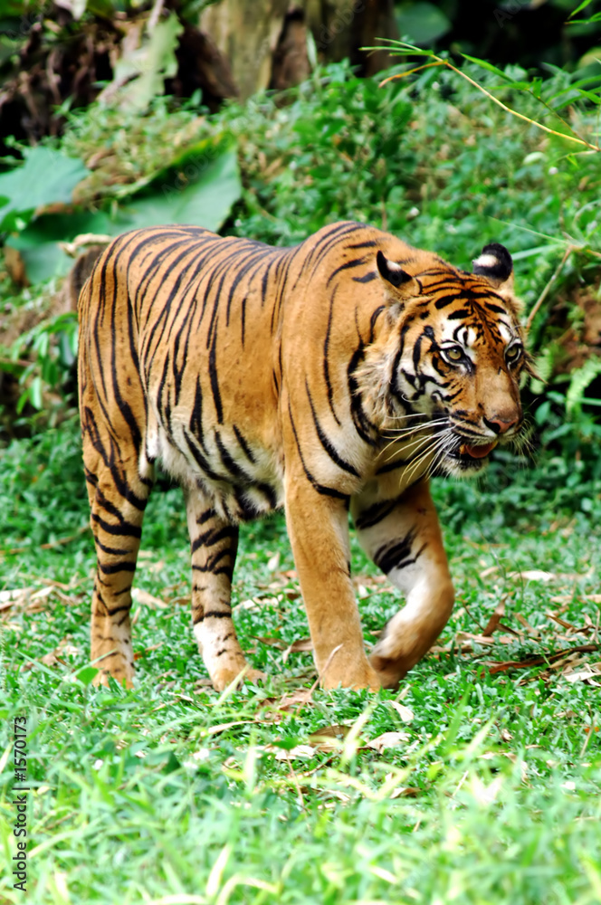 Wall mural sumatra tiger