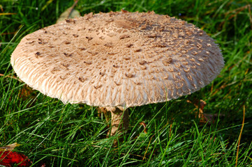 pilz