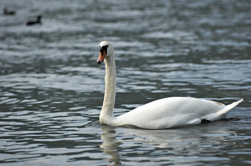 swan