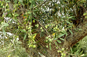portugal, alentejo: olive tree