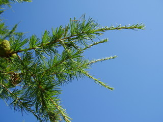 tree branches of a tree with fir-cone.