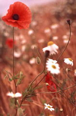 poppy field 2
