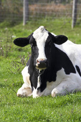 dairy cow