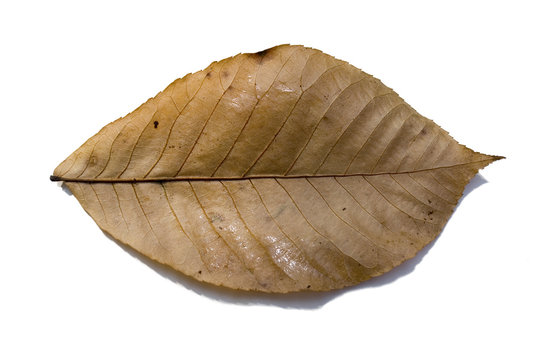 autumn aged leaf