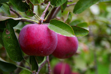 ripe apples