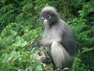 singe, thailande