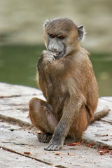 babouin mangeant